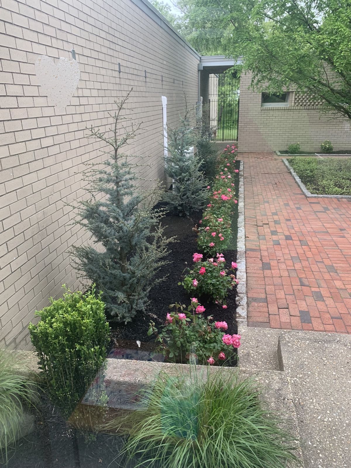 Hedge & Tree Trimming