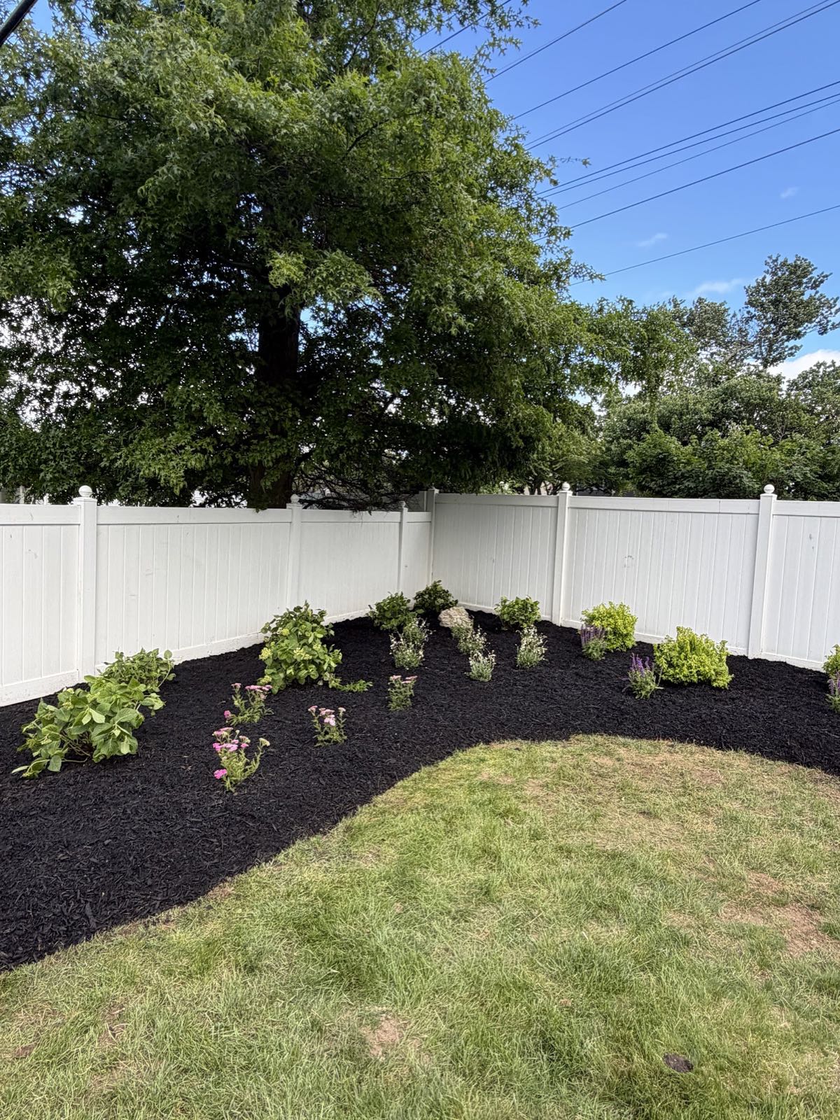 Fresh mulch bed of perennials curving along a white vinyl fence
